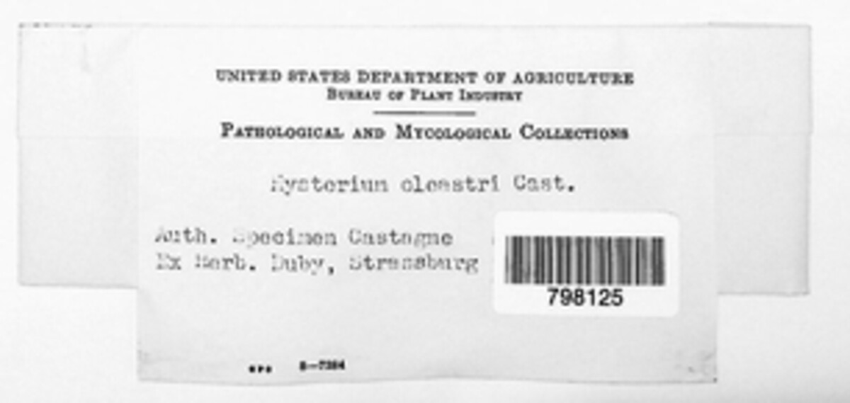 Hysterium oleastri image